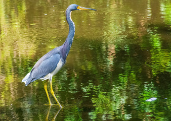 Little Blue Heron wading in wetlands, Wildlife Photography, Water Reflections, Tropical Shore Bird Background, Swamp Environment, Royalty Free Stock Image