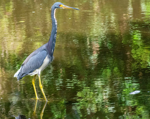 Little Blue Heron wading in wetlands, Wildlife Photography, Water Reflections, Tropical Shore Bird Background, Swamp Environment, Royalty Free Stock Image
