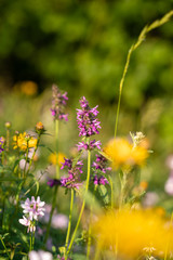 Detail of colourful flowers on summer meadow