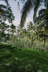 Fototapeta na wymiar Rice terraces and palm trees at the bright day in Ubud, Bali