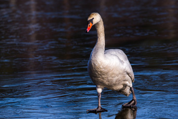 Mute Swan (Cygnus Olor) walking on frozen water portrait