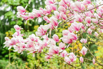 Tender bloom. Floral backdrop. Botanical garden concept. Aroma and fragrance. Spring season. Botany and gardening. Branch of magnolia. Magnolia flowers. Magnolia flowers background close up