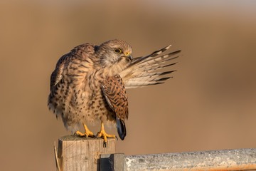 Kestrel Preening on Wooden Post