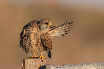 Kestrel Preening on Wooden Post