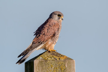Kestrel Perched on Post