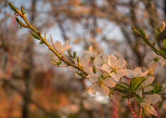 branch of a tree in spring