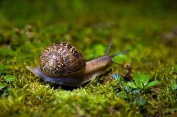 Common snail