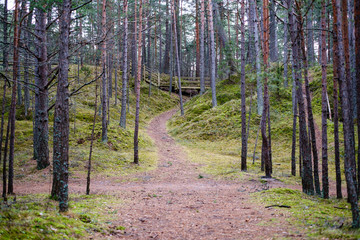 empty pine tree forest in late autumn