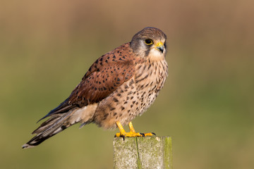 Kestrel Perched on Post