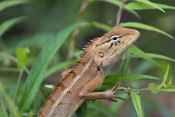 Oriental garden lizard / changeable lizard (Calotes versicolor, Agamidae) climbing plant in rainforest at Koh Phangan, Thailand, Asia