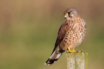 Kestrel Perched on Post