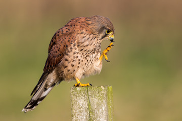 Kestrel Scracting and Preening
