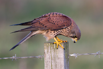 Kestrel Perched on Post