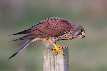 Kestrel Perched on Post