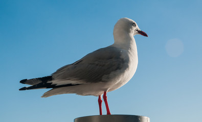 Red billed seagull