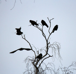  flock of ravens on an autumn leafless tree