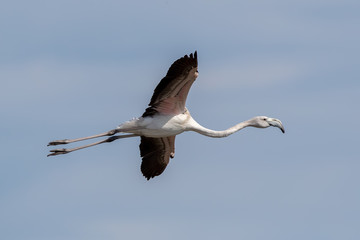 Greater Flamingo, Flying