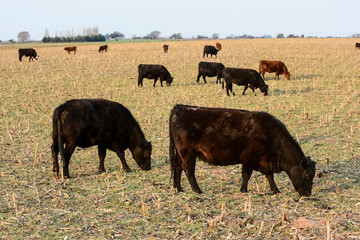 Livestock, Argentine meat production , in Buenos Aires countryside, Argentina