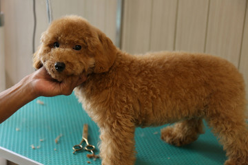 Before finished cutting his fur, the poodle pose.