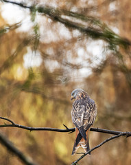 birds of prey