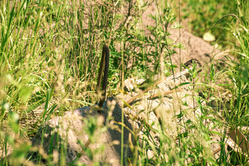 Mounting loop with the cement slab in the grass