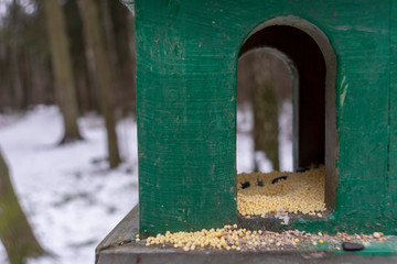 feeder with food for birds and animals on a blurred background of the forest