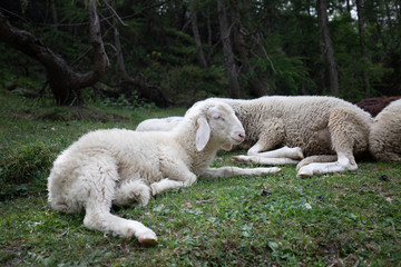 Fototapeta premium Two sheep in grass Slovenia
