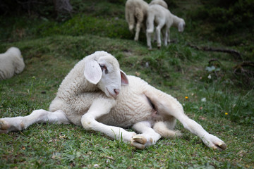 Naklejka na ściany i meble Sheep closeup lying in grass 