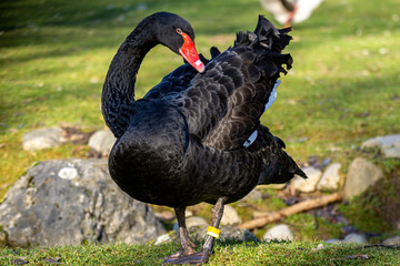 Fototapeta premium Trauerschwan