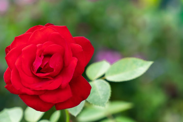 The opening of a red rose blossom in the rose garden 