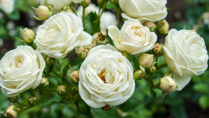 White rose flower blooming isolated from green leaves plant growing in garden