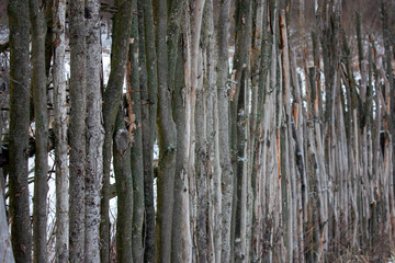 Fototapeta premium A fence of tree trunks. Trunks of trees without bark and branches stand next to each other. Trunks are tightly pressed against each other. Side view.