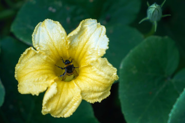 Yellow bright squash flower on green leaves background