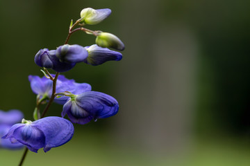 Aconitum Napellus, known as, monk`s-hood, is a species of flowering plant in the genus Aconitum of the family Ranunculaceae.