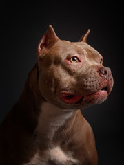 Dog breed American pit bull terrier. Dark background.