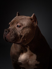 Dog breed American pit bull terrier. Dark background.