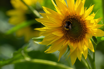 Obraz premium Bright yellow flower of a sunflower in the garden.