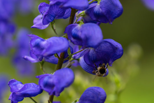 Aconitum Napellus, known as, monk`s-hood, is a species of flowering plant in the genus Aconitum of the family Ranunculaceae.