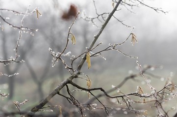 hazelnut tree branches in winter