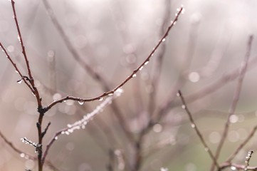 water drop isolated on tree branch