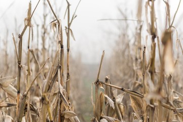 Fototapeta premium dry corn field plants isolated. maize corn seedlings