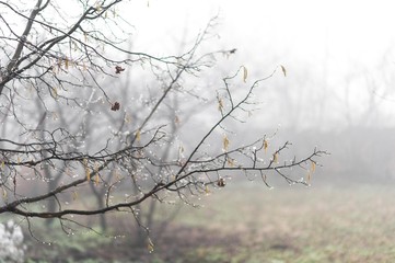 hazelnut tree branches in winter