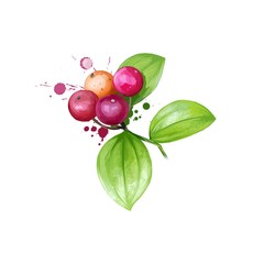 Chobchini - Smilax chinensis ayurvedic herb, berries. digital art illustration with text isolated on white. Healthy organic spa plant used in treatment, for preparation medicines for natural usages