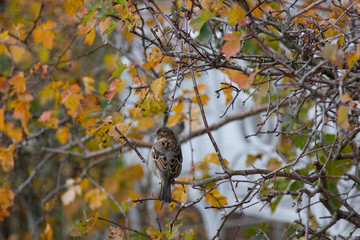 bird on branch
