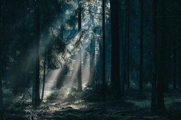 Poster Morning sunlight shines through deep pine tree forests in Lüneburg Heide woodland in Germany © Davidzfr