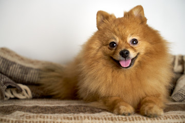 Beautiful photo of German Spitz ginger color with eyes button with standing ears sticks out tongue turns head on side smiles laughs lies on blanket. Close-up portrait of dogs muzzle. shot of animal