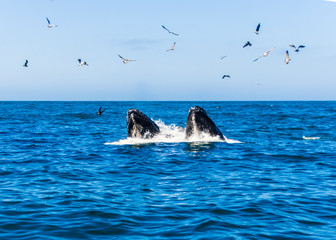 Fototapeta premium whales