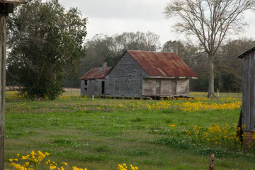 Old Louisiana Slave Quarters with Yellow Flowers