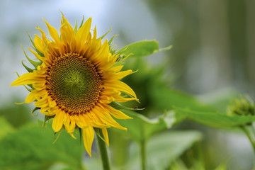Bright yellow flower of a sunflower in the garden.