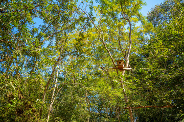 Two pretty red macaws in the trees in Copan Ruinas. Honduras